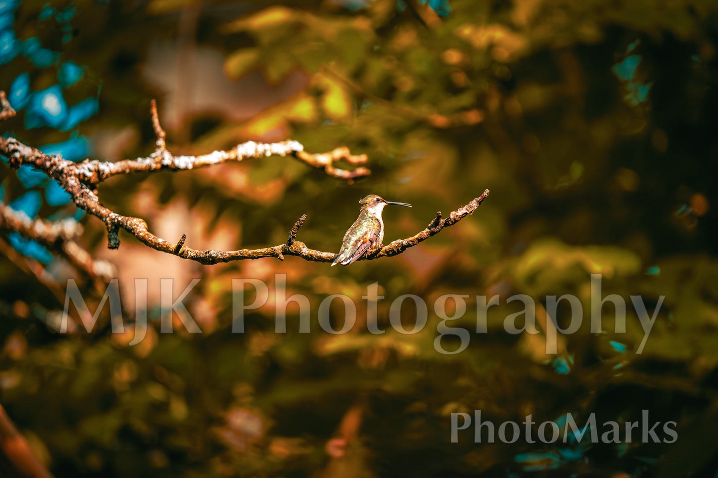 Hummingbird in New York, 2025 - Print