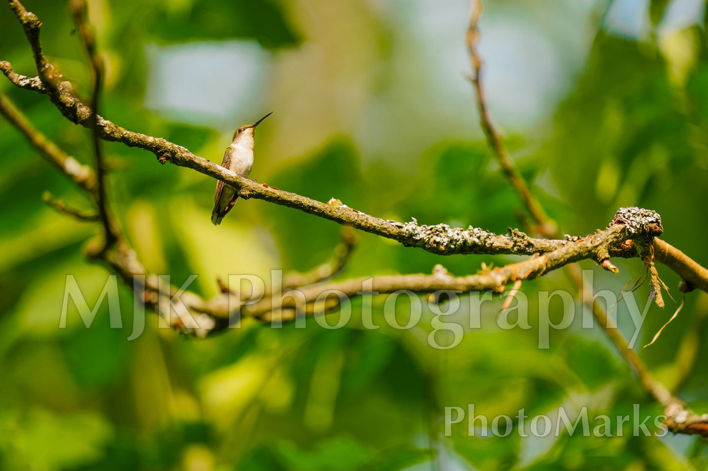 Hummingbird on Branch, 2025 - Print