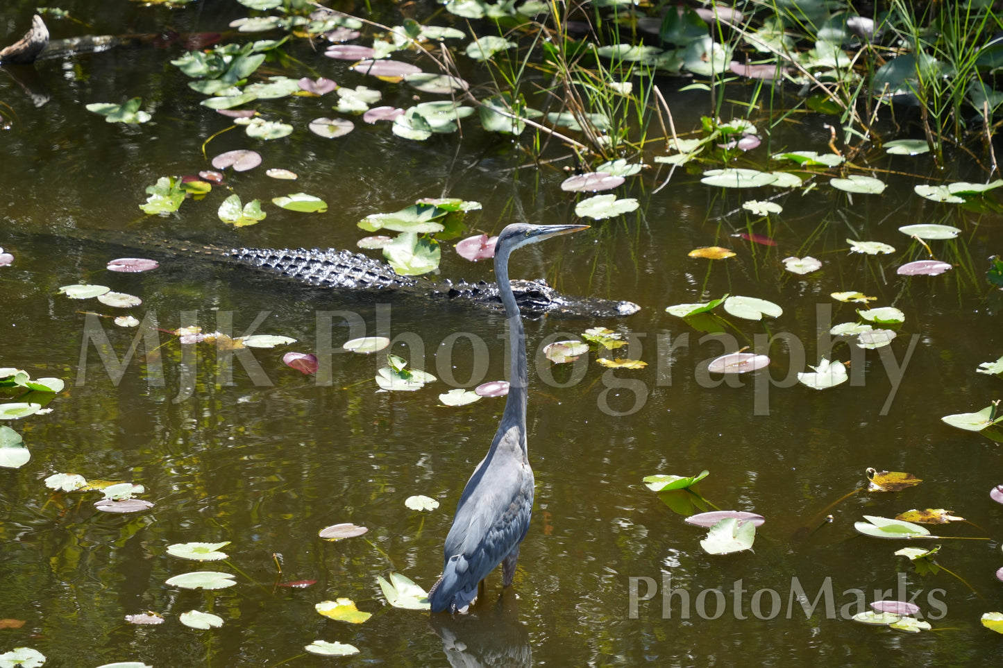 The Hunt, 2025 - Print