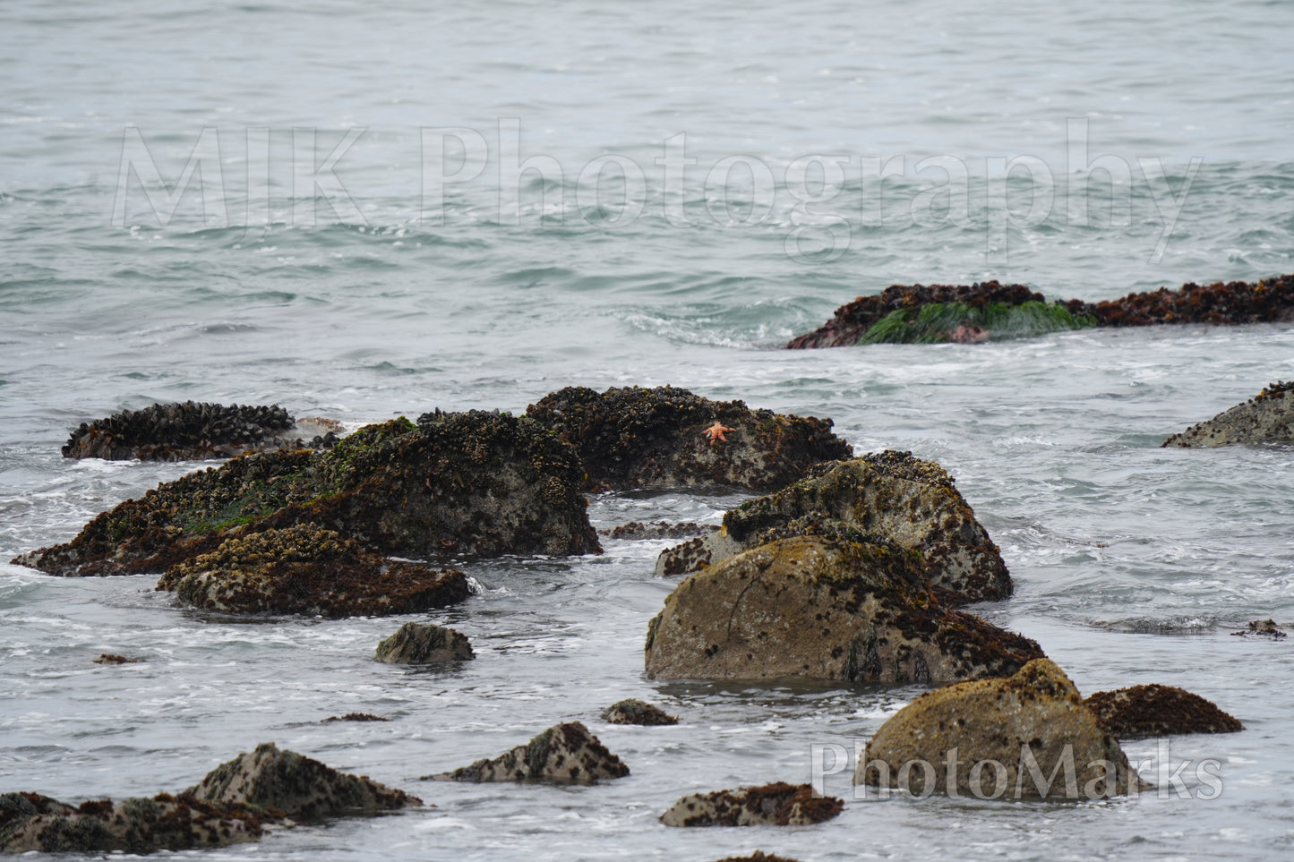 The Lone Star, 2024 - Print