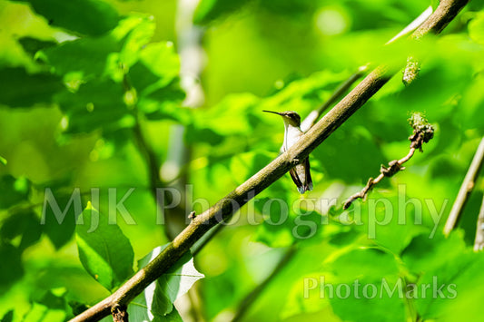 A Hummingbird’s Rest, 2025 - Print