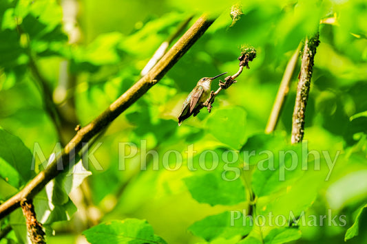 Hummingbird in Solitude, 2025 - Print