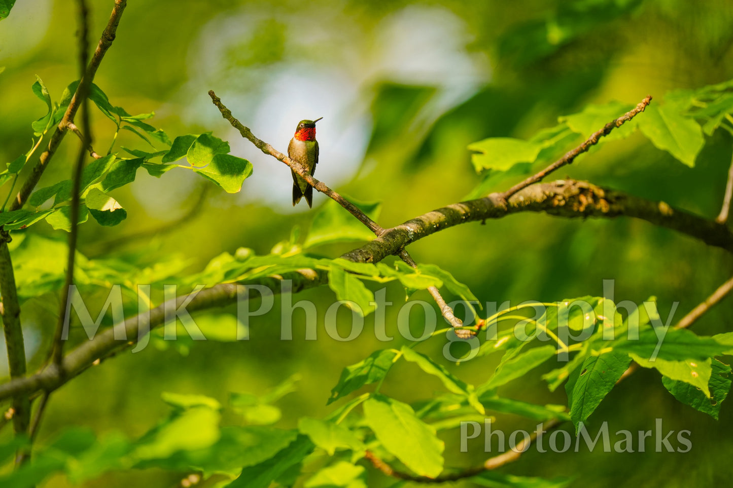 The Ruby Sentinel, 2025 - Print