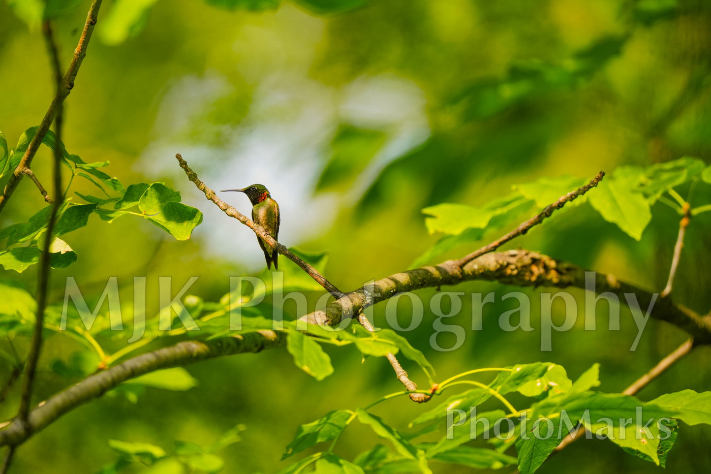 Hummingbird in the Sun, 2025 - Print