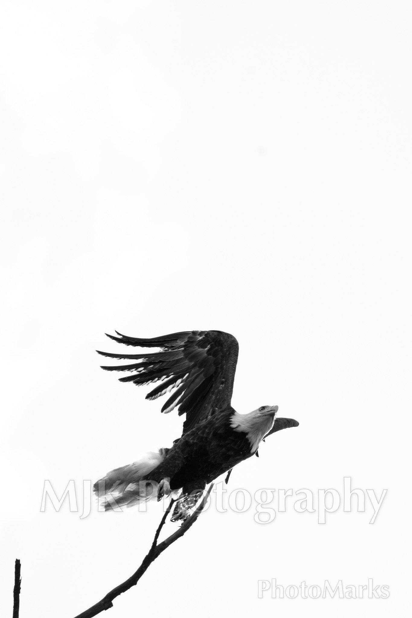 Ascension: The Great Bald Eagle, 2025 - Print