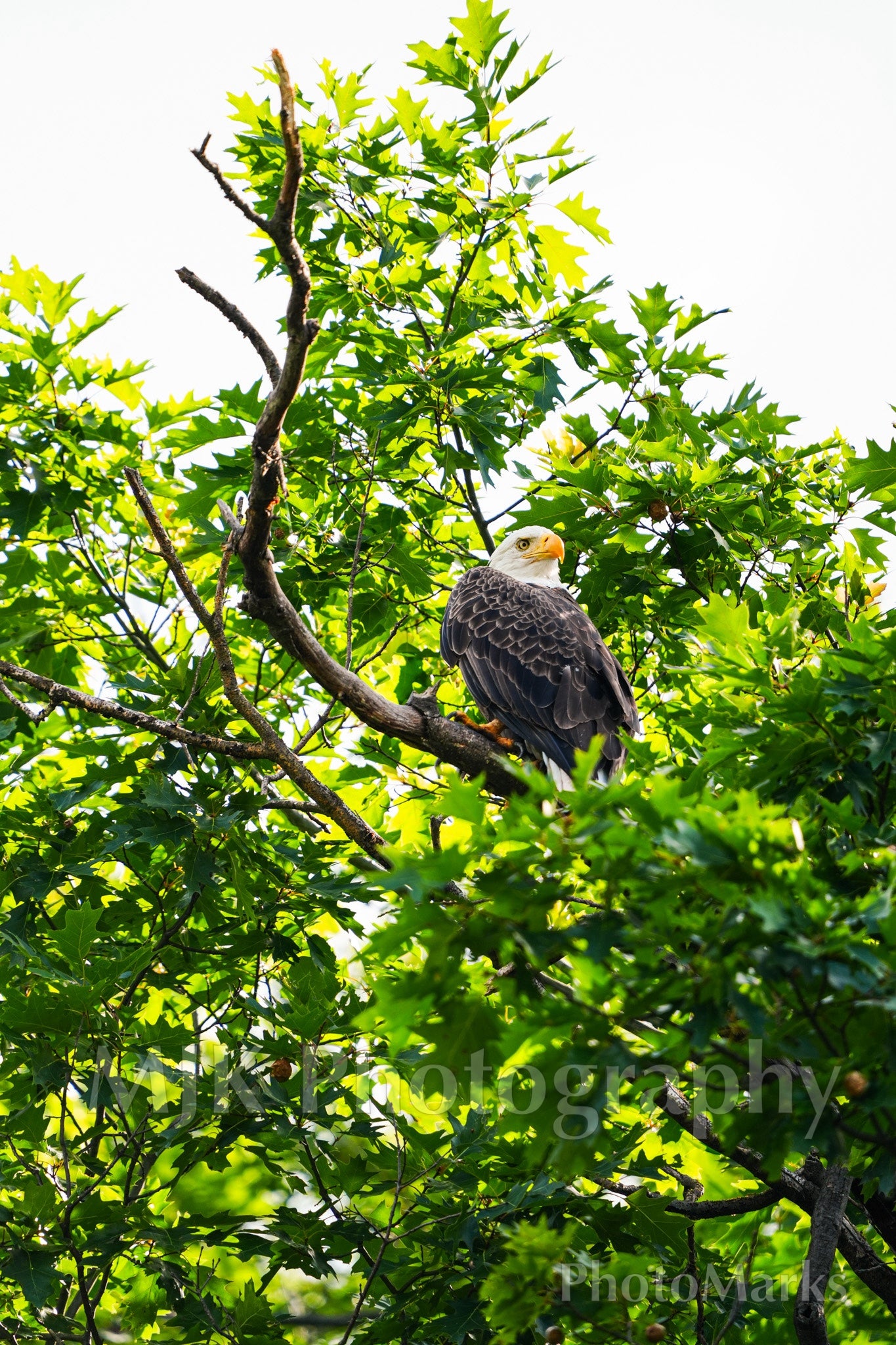 Eagle Overlooking Canandaigua Lake, 2025 - Print
