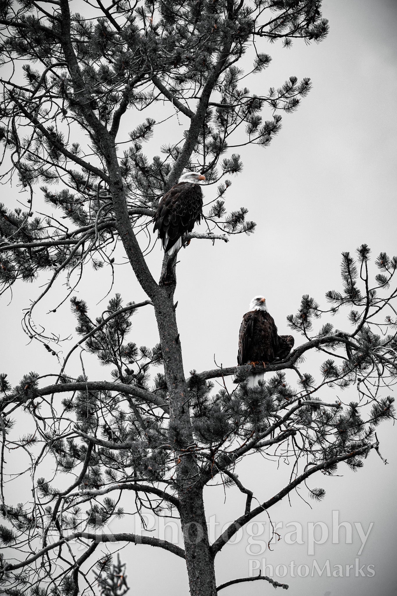 Pair of Eagles, 2025 - Print