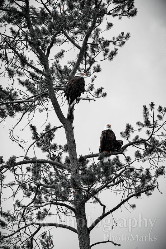 Pair of Eagles, 2025 - Print