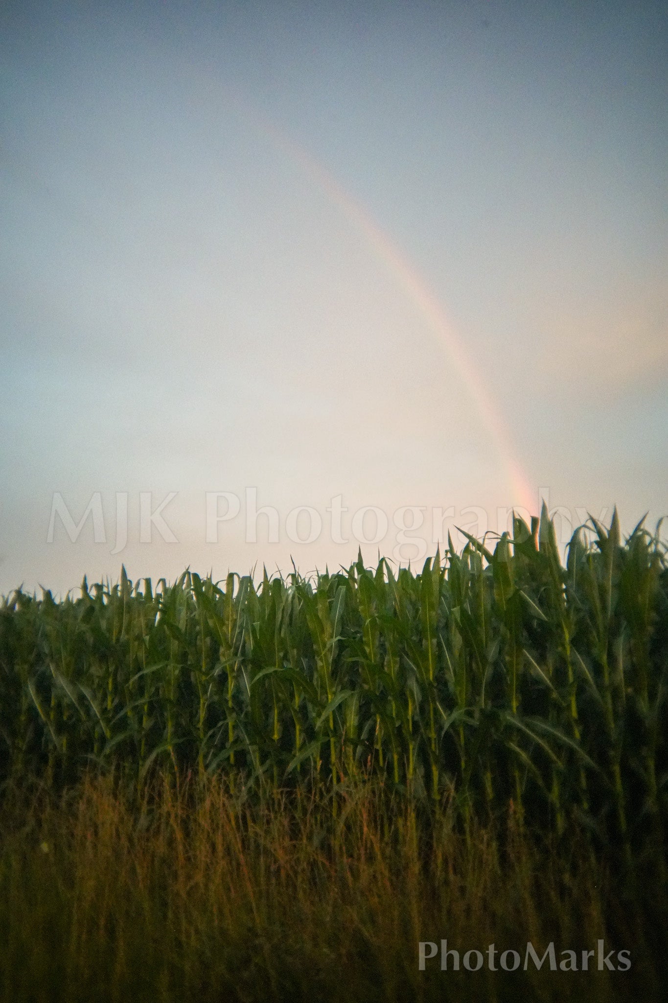 Rainbow Over a Corn Field, 2024 - Print