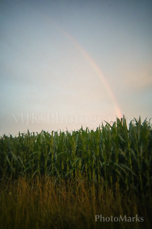 Rainbow Over a Corn Field, 2024 - Print