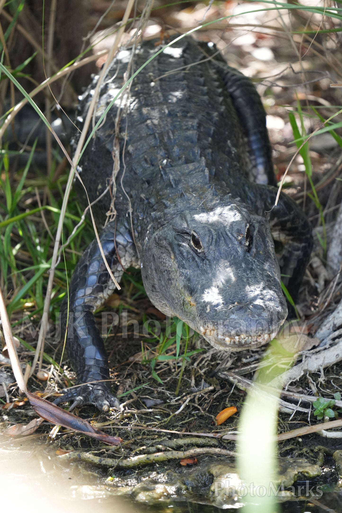 Eye to Eye With an Alligator, 2025 - Print