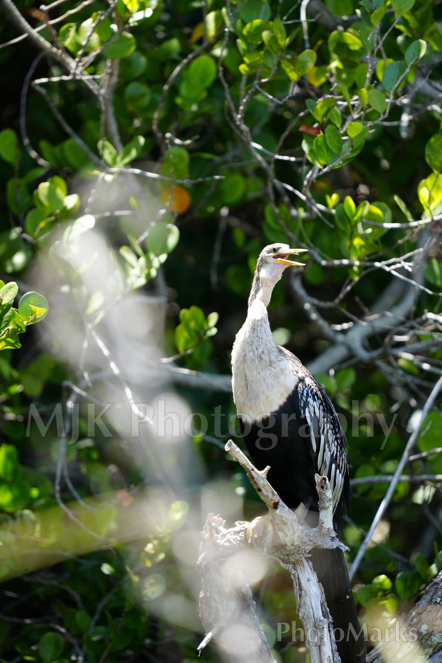 Anhinga anhinga, 2025 - Print