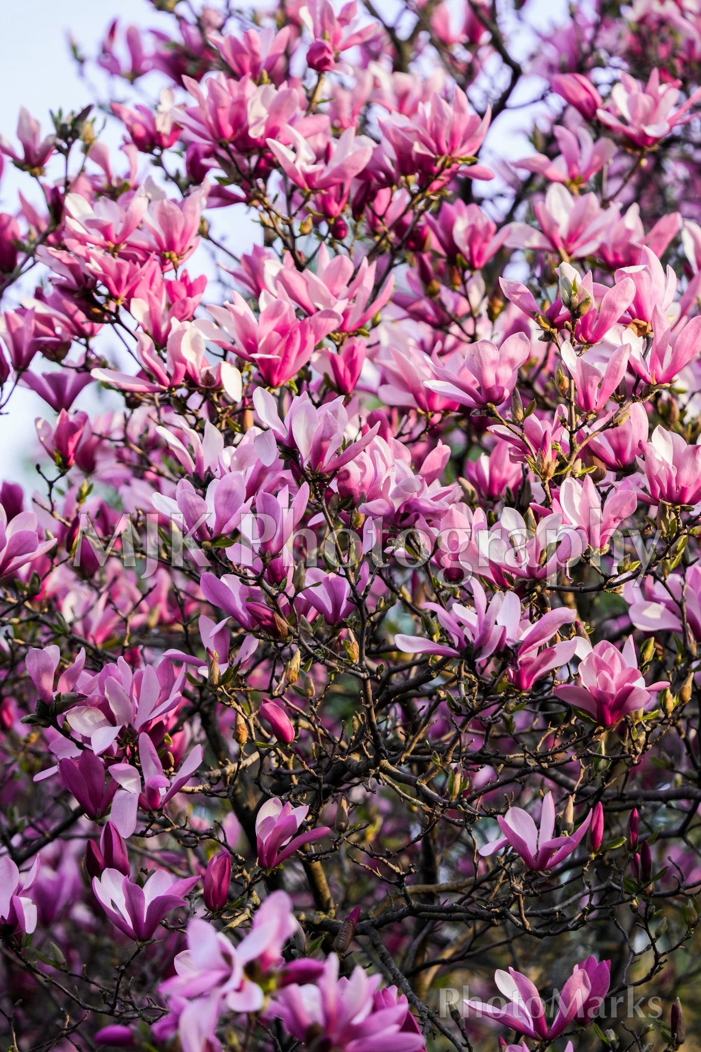 Saucer Magnolia, 2024 - Print