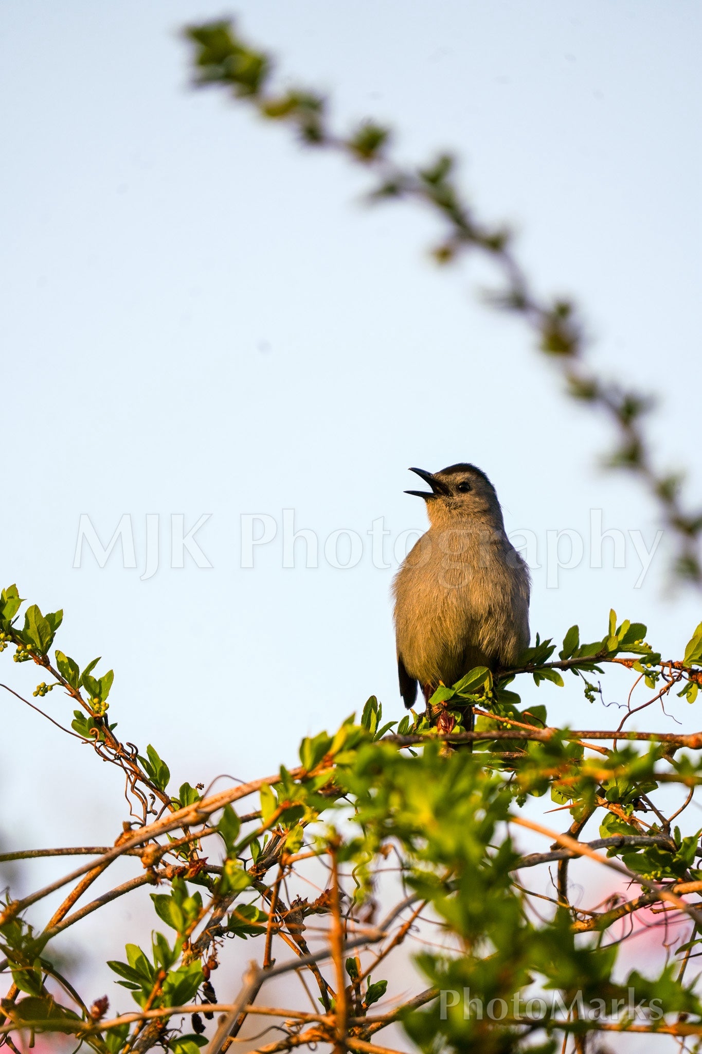 Gray Catbird - Print