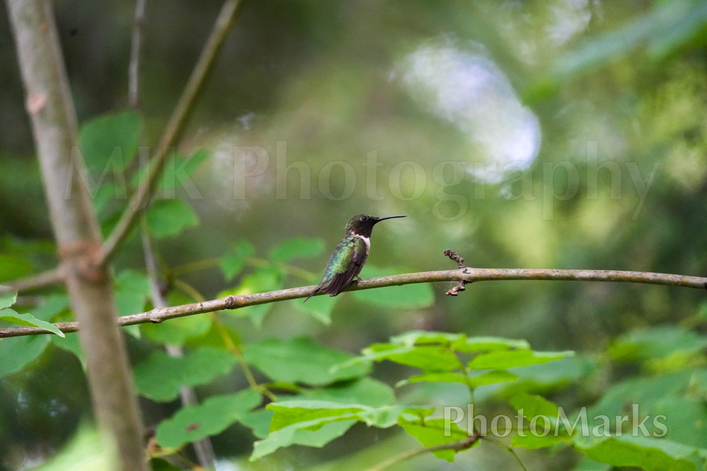 Ruby-throated Hummingbird, 2025 - Print