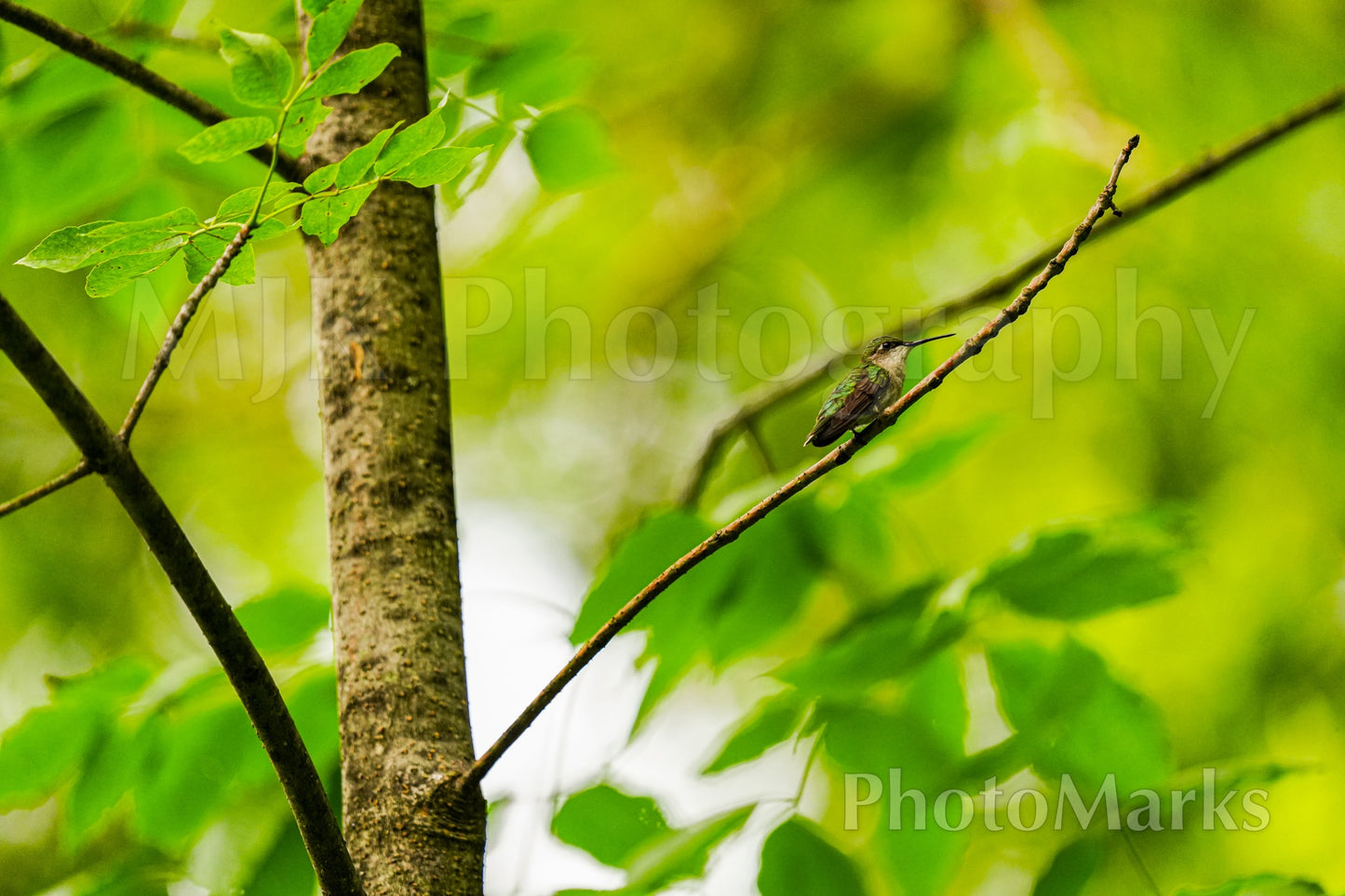 Hummingbird at Rest, 2025 - Print