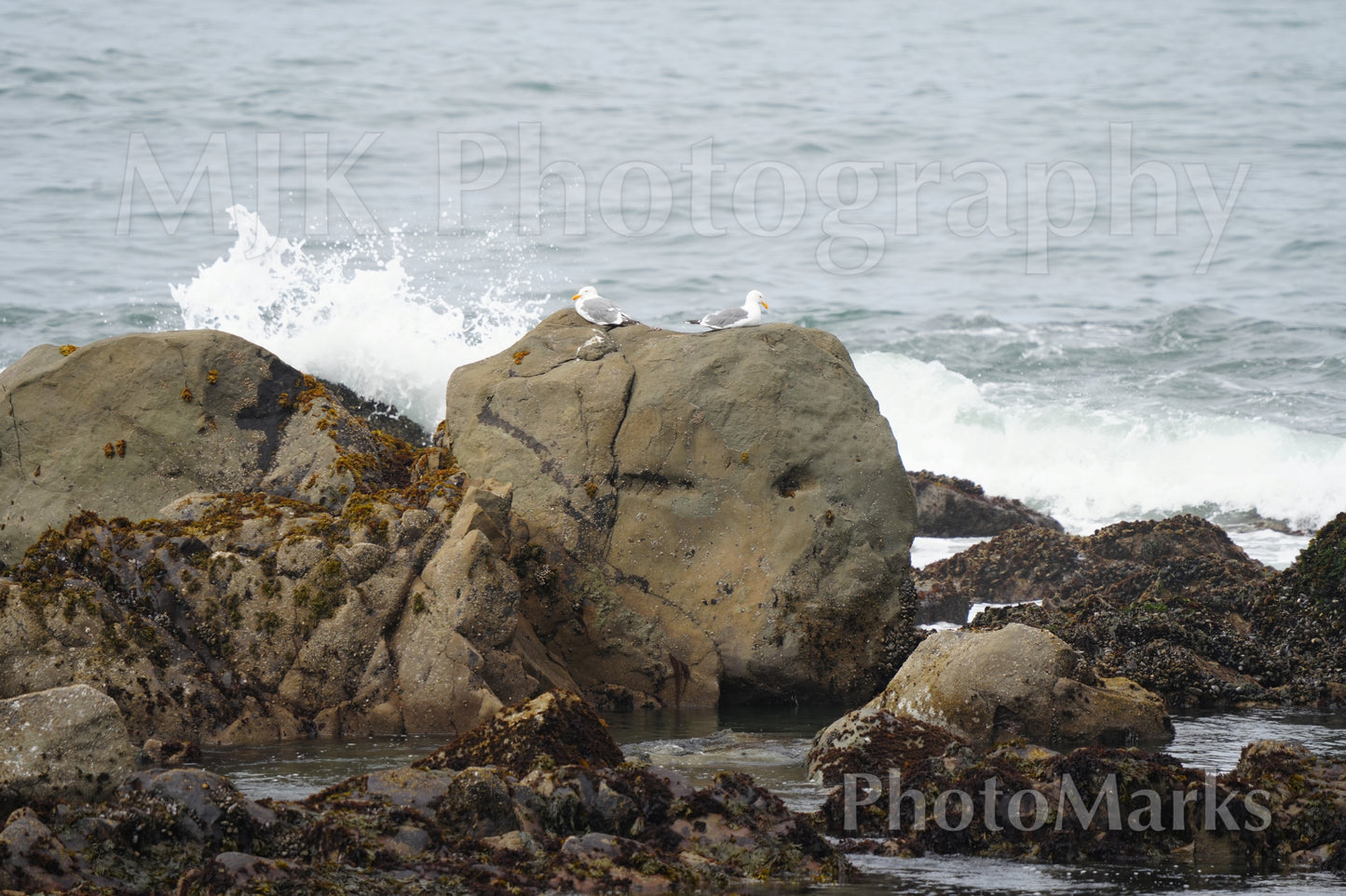Seagulls at High Tide, 2024 - Print