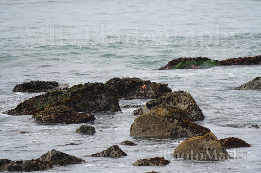 The Lone Star, 2024 - Print