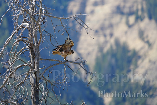 Red-Tailed Hawk Perched on Dead Tree, 2024 - Print